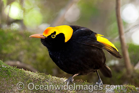 Regent Bowerbird Sericulus chrysocephalus photo