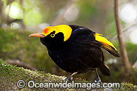 Regent Bowerbird Sericulus chrysocephalus Photo - Gary Bell