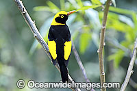 Regent Bowerbird male Photo - Gary Bell