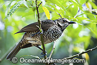 Regent Bowerbird female Photo - Gary Bell
