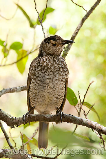 Regent Bowerbird female photo