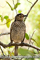 Regent Bowerbird female Photo - Gary Bell