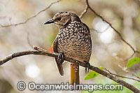 Regent Bowerbird female Photo - Gary Bell