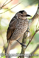 Regent Bowerbird female Photo - Gary Bell