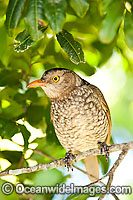 Regent Bowerbird female Photo - Gary Bell