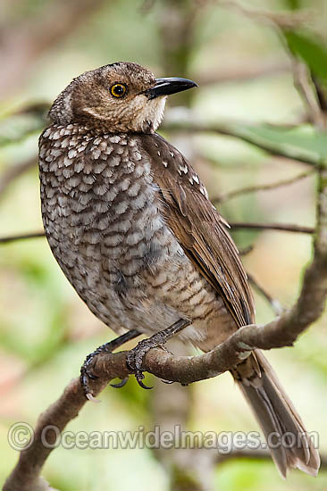 Regent Bowerbird female photo