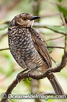 Regent Bowerbird female Photo - Gary Bell