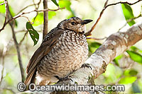 Regent Bowerbird Sericulus chrysocephalus Photo - Gary Bell