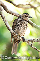Regent Bowerbird Sericulus chrysocephalus Photo - Gary Bell