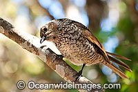 Regent Bowerbird Sericulus chrysocephalus Photo - Gary Bell