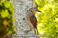 Regent Bowerbird Sericulus chrysocephalus Photo - Gary Bell