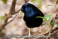 Satin Bowerbird Ptilonorhynchus violaceus Photo - Gary Bell