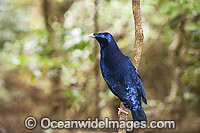 Satin Bowerbird Ptilonorhynchus violaceus Photo - Gary Bell