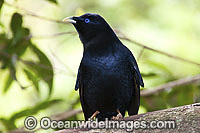 Satin Bowerbird Ptilonorhynchus violaceus Photo - Gary Bell