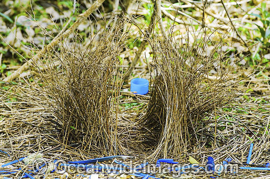 Satin Bowerbird male in bower photo Satin Bowerbird male in bower photo