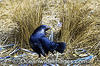 Satin Bowerbird male in bower Photo - Gary Bell