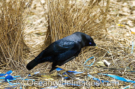 Satin Bowerbird male in bower photo