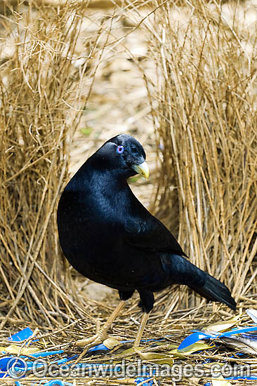 Satin Bowerbird male in bower photo