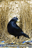 Satin Bowerbird male in bower Photo - Gary Bell