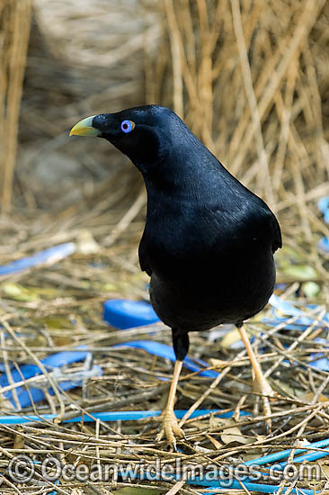 Satin Bowerbird male in bower photo Satin Bowerbird male in bower photo