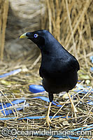 Satin Bowerbird male in bower Photo - Gary Bell