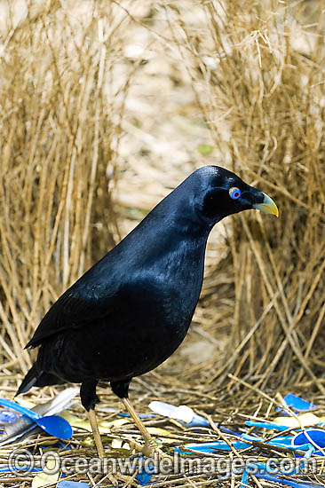 Satin Bowerbird male in bower photo