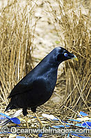 Satin Bowerbird male in bower Photo - Gary Bell