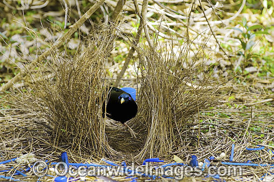 Satin Bowerbird male in bower photo Satin Bowerbird male in bower photo