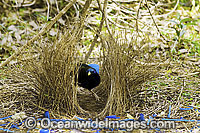 Satin Bowerbird male in bower Photo - Gary Bell