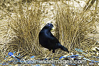 Satin Bowerbird male in bower Photo - Gary Bell