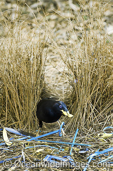 Satin Bowerbird male in bower photo