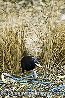 Satin Bowerbird male in bower Photo - Gary Bell