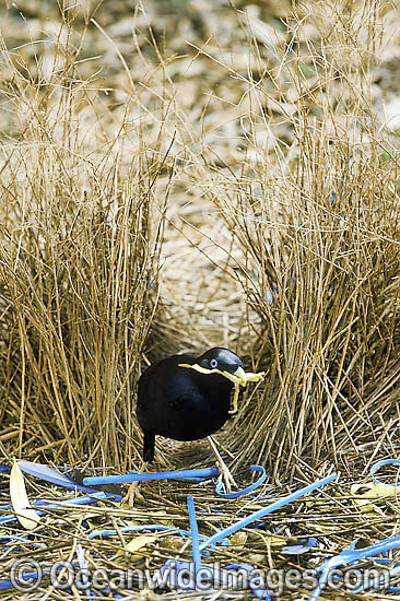 Satin Bowerbird male in bower photo