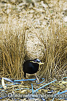 Satin Bowerbird male in bower Photo - Gary Bell