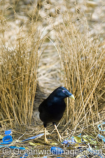 Satin Bowerbird male in bower photo