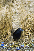 Satin Bowerbird male in bower Photo - Gary Bell