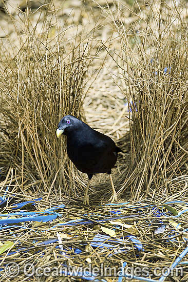 Satin Bowerbird male in bower photo