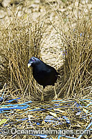 Satin Bowerbird male in bower Photo - Gary Bell