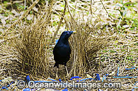 Satin Bowerbird male in bower Photo - Gary Bell