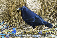 Satin Bowerbird male in bower Photo - Gary Bell