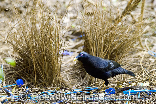 Satin Bowerbird male in bower photo Satin Bowerbird male in bower photo