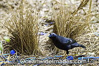 Satin Bowerbird male in bower Photo - Gary Bell
