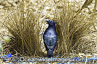 Satin Bowerbird male in bower Photo - Gary Bell