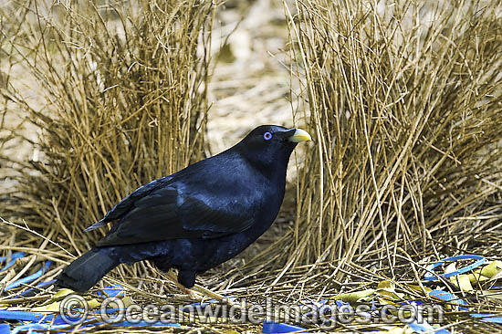 Satin Bowerbird male in bower photo