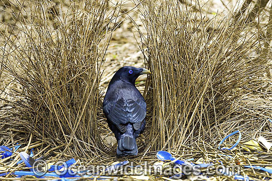 Satin Bowerbird male in bower photo