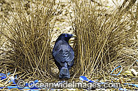 Satin Bowerbird male in bower Photo - Gary Bell