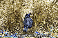 Satin Bowerbird male in bower Photo - Gary Bell