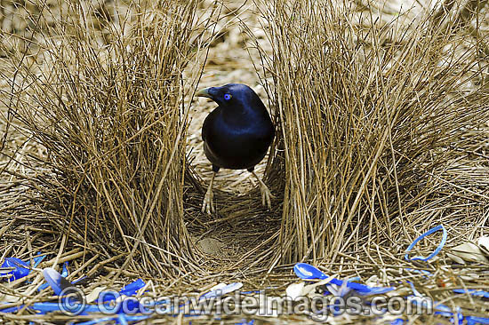Satin Bowerbird male in bower photo