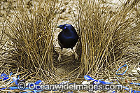 Satin Bowerbird male in bower Photo - Gary Bell
