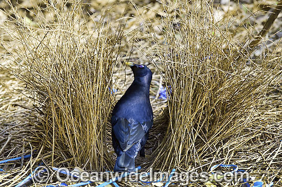 Satin Bowerbird male in bower photo